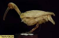 藏品(朱鷺)的圖片